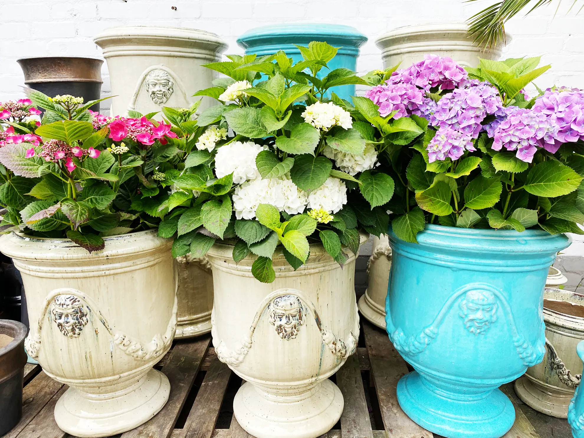 Pflanzen-kölle Gartencenter Gmbh & Co. Kg Wiesbaden Riechers Pflanzen-Welt | Gartencenter in Braak