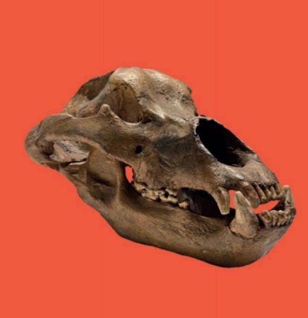 Main Image
