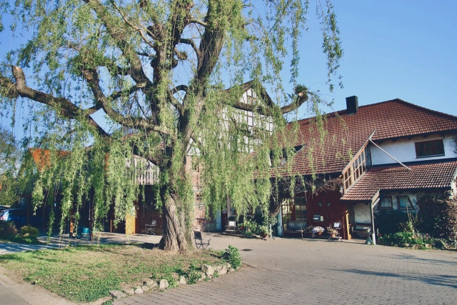 Main Image