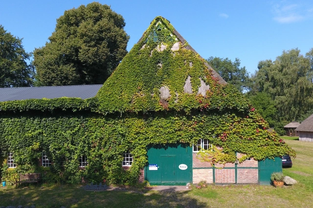 Main Image